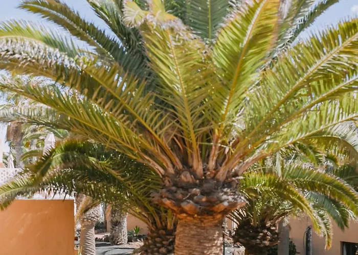Playa Y Palmera *